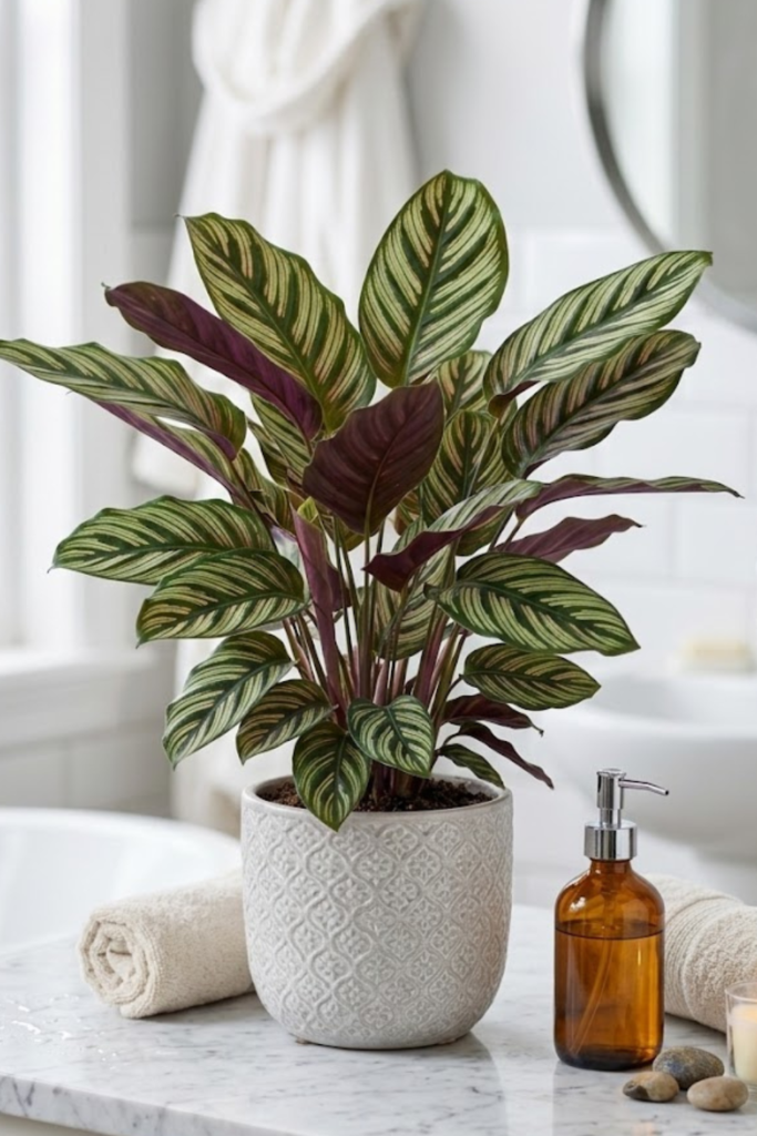 Untitled design 2026 03 05T154336.691